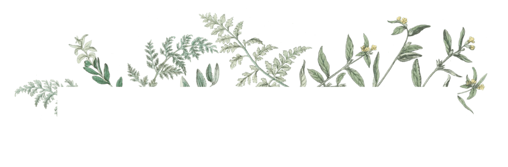 Header fern image